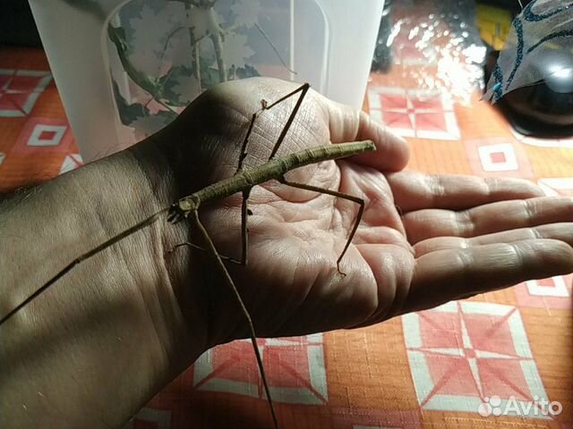 Палочники анамские подарок юному натуралисту