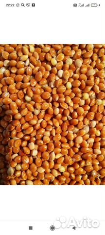 Просо красное