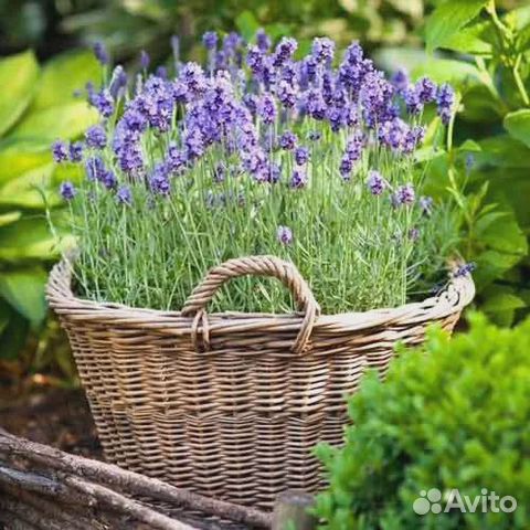 Семена лаванды крымской