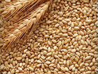 Ячмень, пшеница Малая Пурга объявление продам