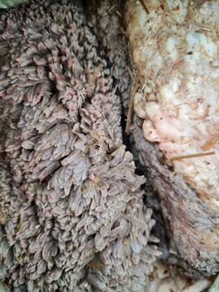 Корм для собак. Корм для животных. Натуралка. Рубе