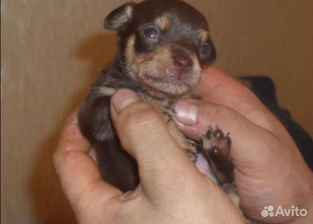 щенок той терьера 1,5 месяц черный. щенок той терьера 1 месяц. щенок той терьера 1 месяц черный. 5 месяца. щенок той терьера 1 месяц.