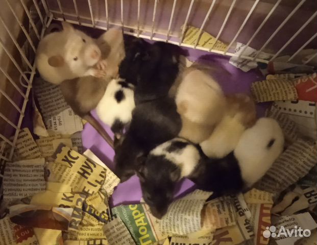 Декоративные крысы