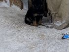 Собака немецкая овчарка объявление продам
