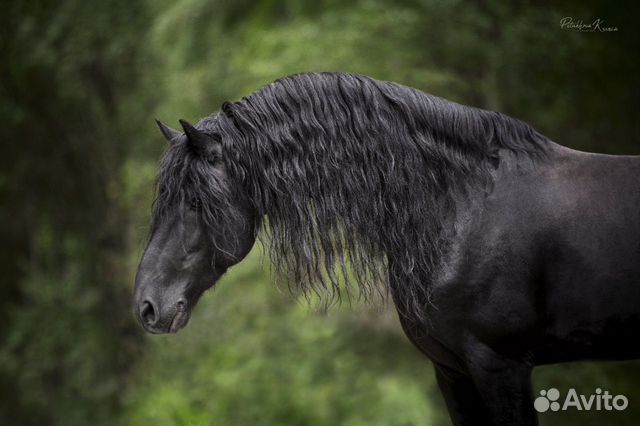 Фотосессии с лошадьми. Фотосессии с Фризом