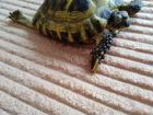 Черепаха сухопутная с террариумом объявление продам