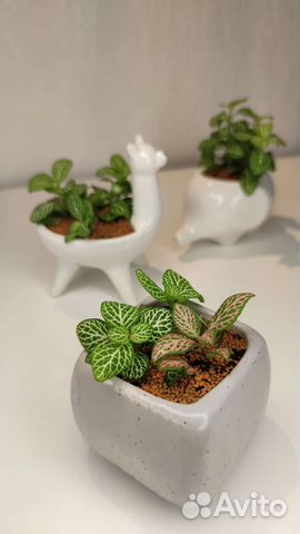 Флорариум мини