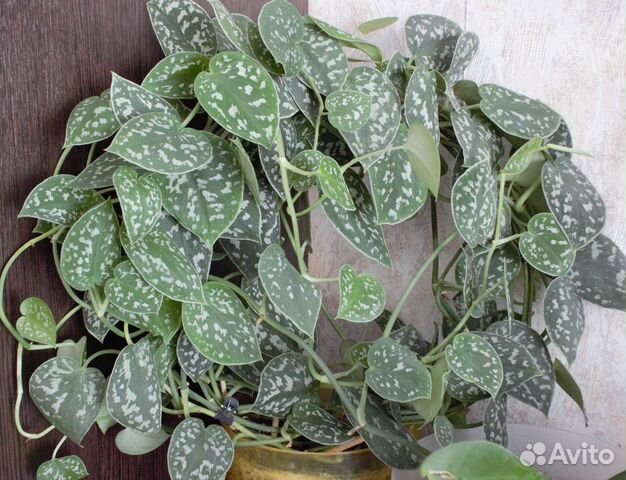 Домашние растения