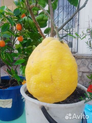 Лимон,апельсин,мандарин,цитрон,каламондин