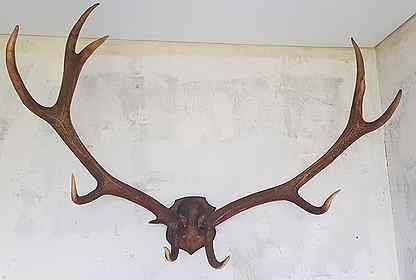 Авито олень. Рога марала на медальоне. Рога благородного оленя на медальоне. Рога косули на медальоне. Рога марала на стене.