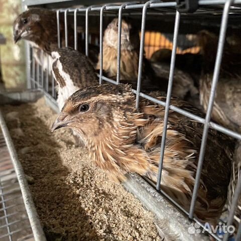 Перепела фараон феникс техас смокинговые