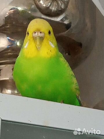 Волнистые попугаи, зрелые, только парами, клетки