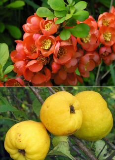 Айва 3х видов. Барбарис