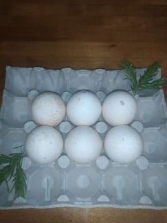 Инкубационное яйцо индейки, Индоутки