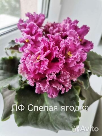 Фиалки сортовые