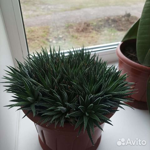 Суккуленты