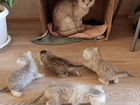 Шотланские мраморные котята объявление продам