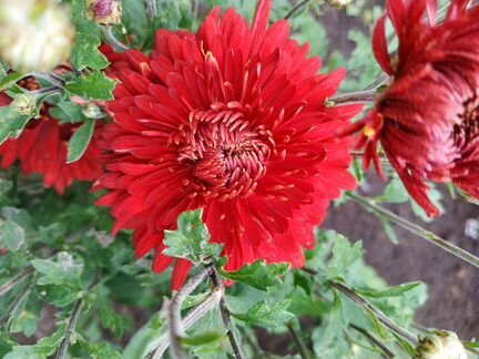 Цветы,кусты, гортензии