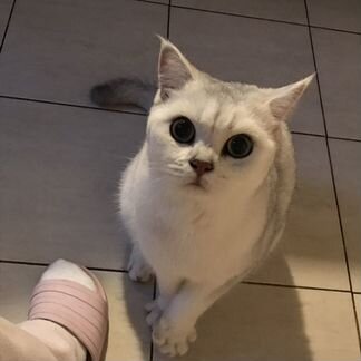 Передержка животных в квартире зооняня