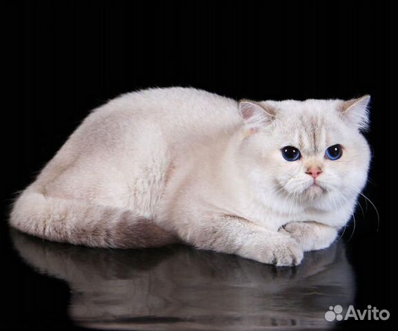 Клубная британочка кошечка