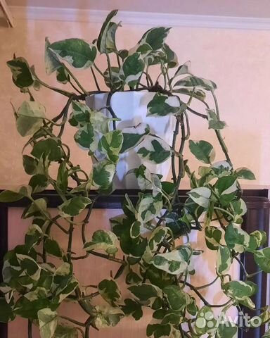 Сциндаптус N'Joy,Пеперомия,Традесканция,Бегония