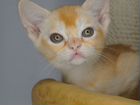 Бурманский котик красного окраса объявление продам