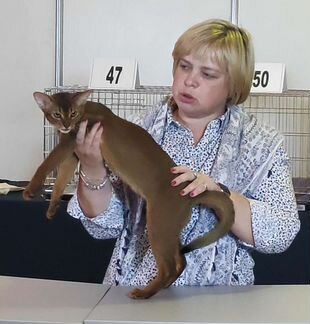 Аби кот - вязка. Возможна продажа