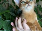 Абиссинский котенок с изумрудными глазками объявление продам