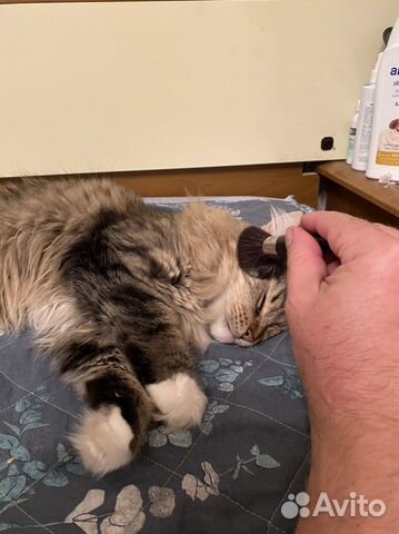 Массаж кисточками кота/кошки