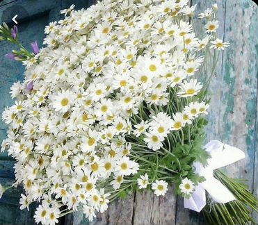 Ромашка. Матрикария. Доставка ромашек в Самаре