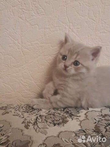 шотландские вислоухие котята купить в чите