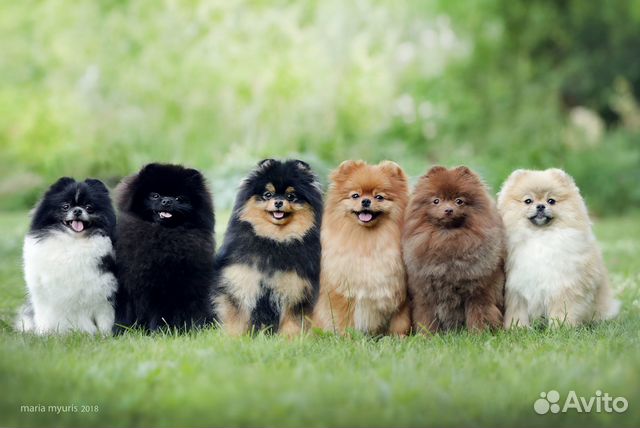 Щенки померанского шпица