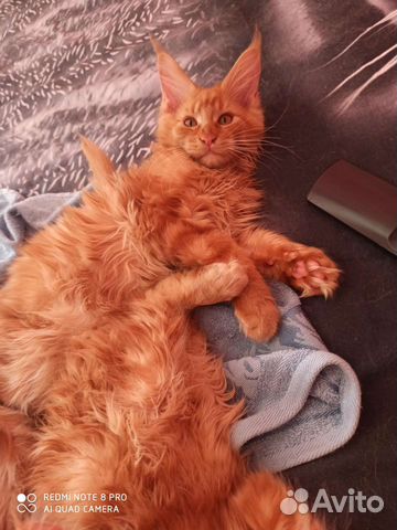 Котята мейн-кун 6 мальчиков и 6 девочек