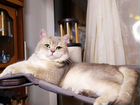 Золотой британский кот шиншильной группы окрасов