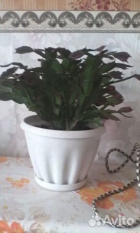 Декабрист цветок