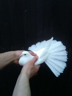 Николаевские голуби породистые