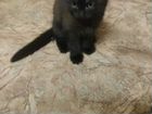 Черный котенок (мальчик) бесплатно объявление продам