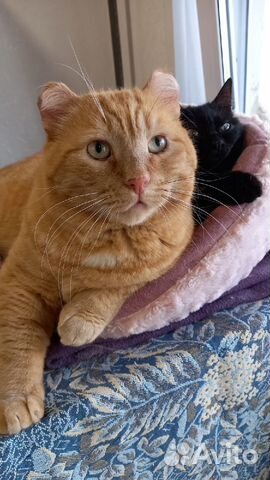 Огромный чудо кот