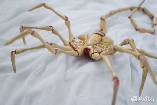 Фейсхаггер/Лицехват из 