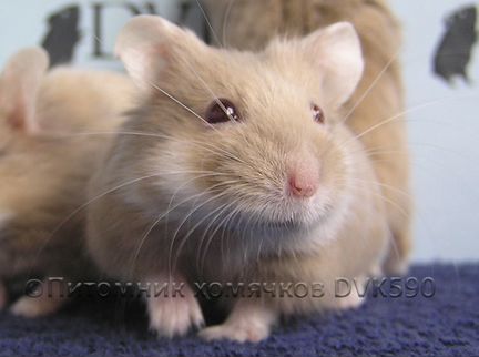 Хомячок, Новая клетка, Корм, Опилки + Доставка