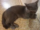 Картезианский голубой кот объявление продам