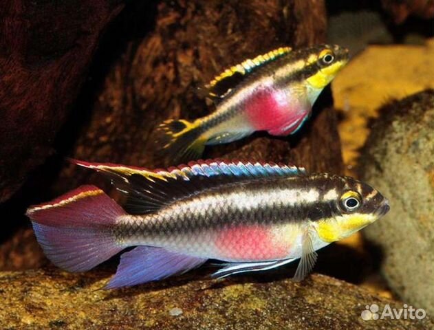 Пельвихромис пульхер попугайчик - Pelvicachromis