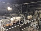 Свинотоварная ферма (стф) свинокомплекс объявление продам