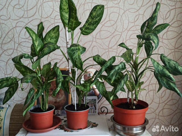 Драгоценная орхидея и горшок большого объёма