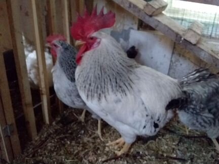 Куры, серебристый леггорн, кучинской юбилейной
