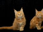 Мейн-кун красные котятки объявление продам