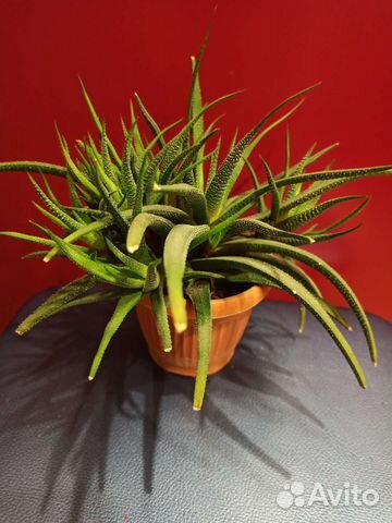 Комнатные растения и цветы