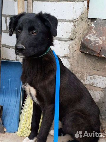 Отдам щенка в добрые руки