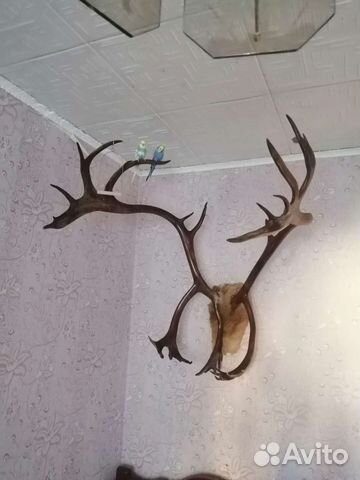 Рога оленя