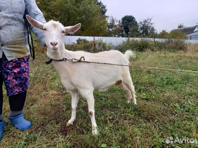 Животные в алексине. Животные в алексине. Нубийские козлята белые. Козлята белые заанонубийские новорожденные фото. Животные в алексине.
